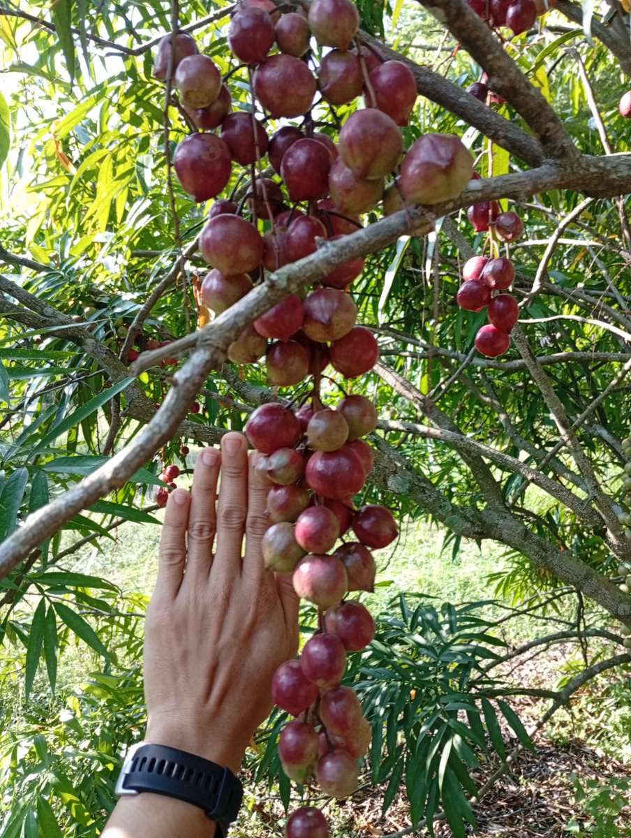 slugkz's tweet photo. Last week on conservation project. Dapat juga tengok &amp; makan buah-buah hutan, selalu tengok content brader Dome Nikong je https://t.co/SwyJBaxRlr