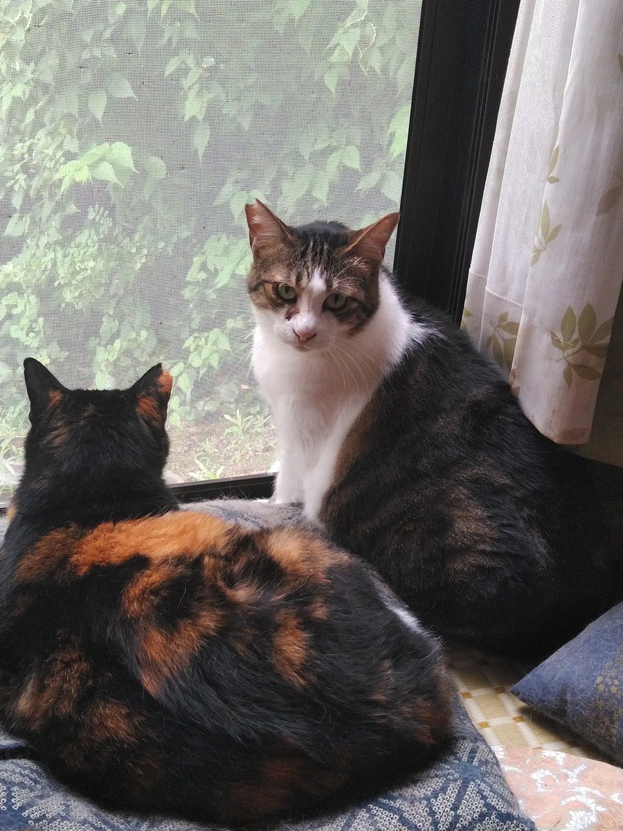 ibpDLSJsYkK2GaD's tweet photo. #猫🐈️#ねこ🐱
親子ねこさん🐈️１９日に捕獲手術し２０日に実家に来て
今年で５年になりました
兄妹ねこ達とミケさんの子供も白血病で次々と旅立ち今は親子２匹…ミケ母さんは野良生活６年苦労した分これからも元気にのんびり過ごして欲しいなぁ https://t.co/YckgTEZ7wG