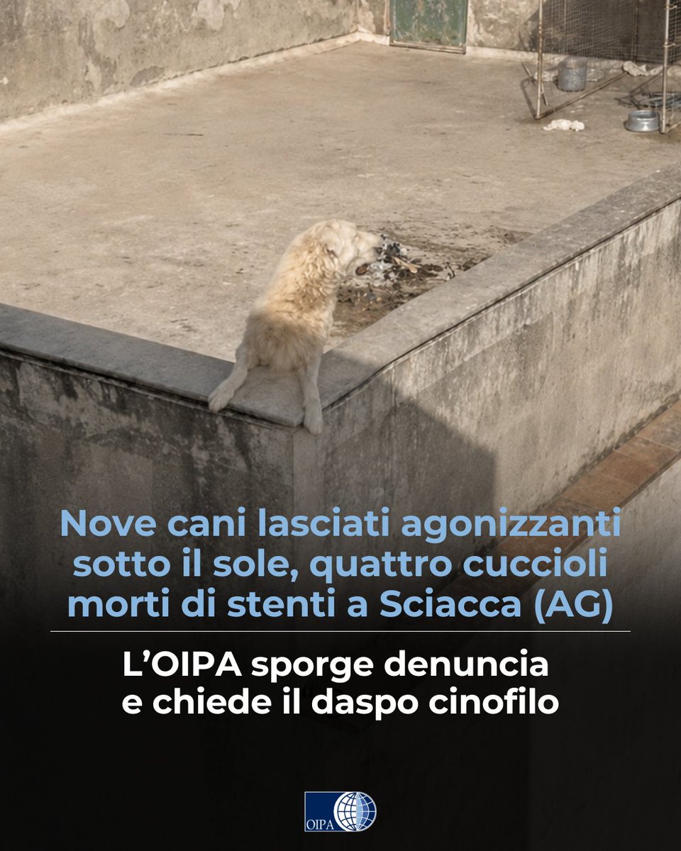 OIPAItalia's tweet photo. Per il gravissimo caso dei nove cani abbandonati sotto il sole sul terrazzo di un appartamento di Sciacca (AG), durante il quale quattro cuccioli hanno perso la vita, l’OIPA ha sporto denuncia, riservandosi di costituirsi parte civile  �� https://t.co/CEQWVwwH3K https://t.co/i6te5VH6sl