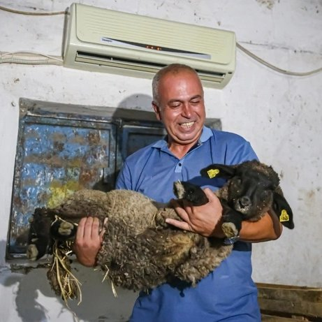 gztcom's tweet photo. 🔴Adana'da besicilik yapan bir vatandaş, koyunları için ahıra klima taktırdı https://t.co/cAKydfWgFY