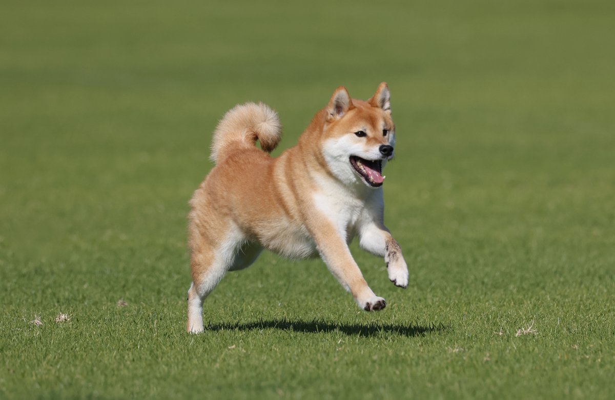 SandyHorne61's tweet photo. My grand-dog Lawson at lure coursing.
So much fun.
#shibainu https://t.co/lrqbRgF8I4