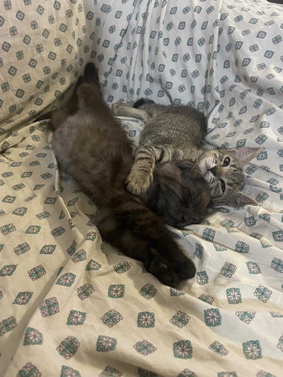 pet_vico's tweet photo. Moki e Minnie: 3 mesi Adozione di coppia! 🐱❤️ Minnie (tigrata, dolcissima e dominante) e Moki (pelo lungo nero/grigio tigrato, un po' timido) sono anime inseparabili.dal Gargano e arrivano ovunque tramite staffetta autorizzata, previo iter di adozione.WhatsApp: 377 38 11 200 https://t.co/IRMWvP5vlW