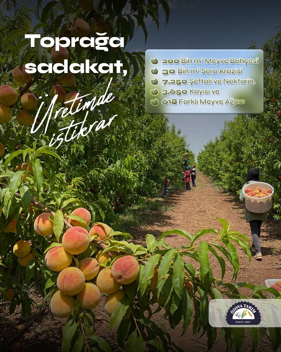 ozovatarim's tweet photo. 🌱 Toprağa sadakat ve üretimde istikrar ilkesiyle doğanın bereketini koruyor, kesintisiz bir üretim gücüyle yarınlara taşıyoruz. 🍑

#ToprağaSadakat #Üretimdeİstikrar #SürdürülebilirTarım #MeyveYetiştiriciliği https://t.co/JaaWM31KMz