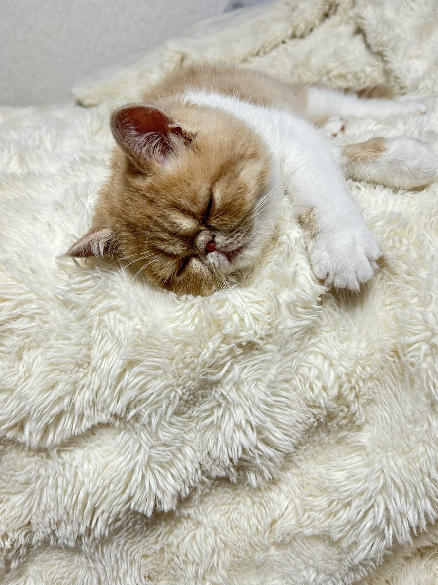 coco_s_9413's tweet photo. おやすみー😴💤 https://t.co/ZdLn2vz8XF