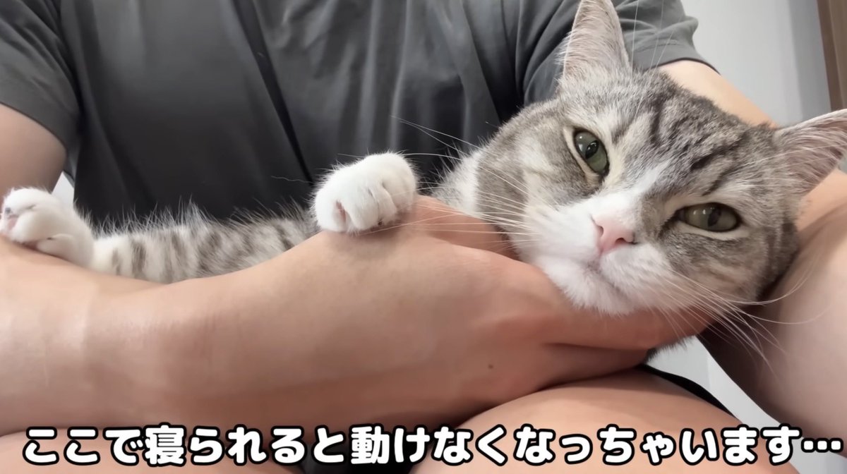Q1Hm7's tweet photo. いやいや、もちちゃんおめめパッチリです…それよか特等席に乗ってきた経緯を見せてもらえませんかね？
#もちまる日記 https://t.co/eA9A91Su4I