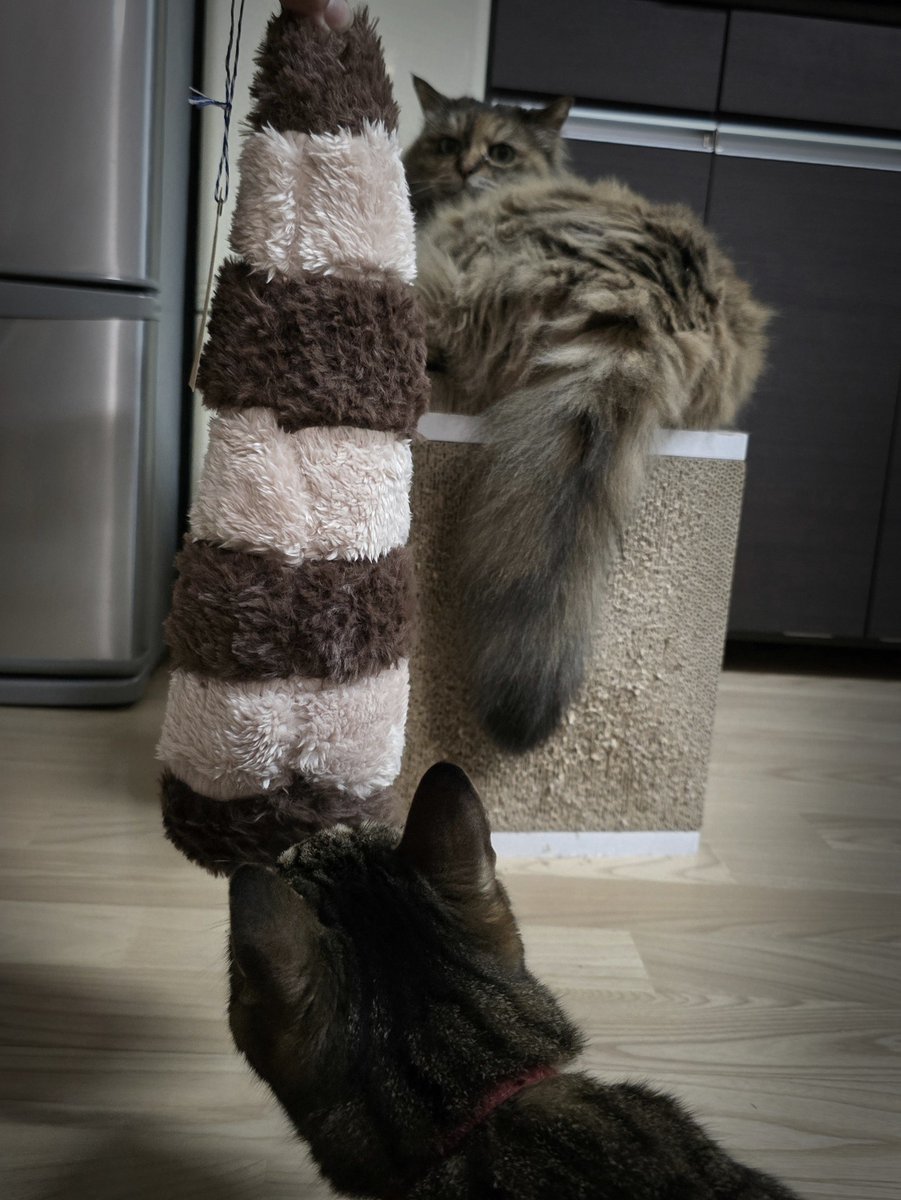 vale46enm's tweet photo. No.2 まっすぐお迎えしてました🦝
(スーパー時差報告)うちの猫ズも興味津々🐈🐾
ありがとうございます～！
#たぬしっぽぽやぽや https://t.co/Xu1yjJcCyS
