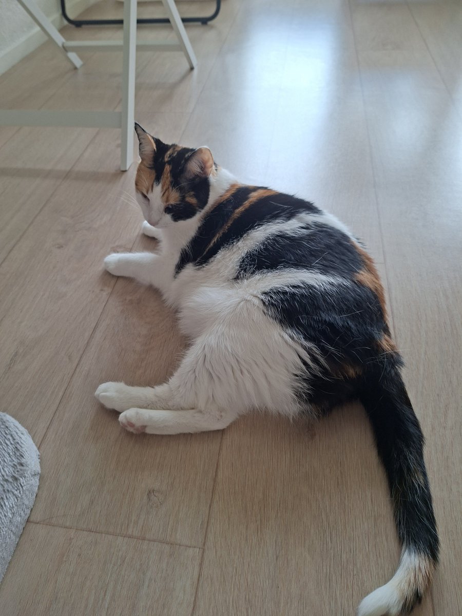Patricia💞Puck🐈Zorro🐈⬛en Bella😺🐾 tweet media