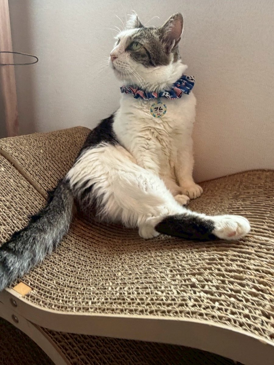 catcafesakura2's tweet photo. 僕の美脚みる？

サムくん在籍期限7/31迄と迫ってます😭
引退ではなく卒業という形で迎えられるように…ずっとお家がみつかるように…！
拡散･リポストしていただけると助かります🙏✨️

 #さむ🌸
 #拡散希望
 #保護猫カフェさくら2号店
 #里親募集
 #里親急募集
 #エイズキャリア https://t.co/72ZlHVk19x