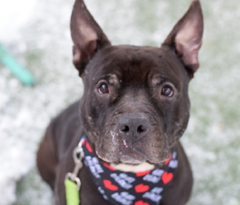 MorgFairsdogs's tweet photo. Great News!
Big Bubba has been reserved by a New Hope Partner ๐ ๐ฅณ
Please wait for freedom pics and info from @TAPNYACC to honor your pledges https://t.co/8W0S1IQYao
