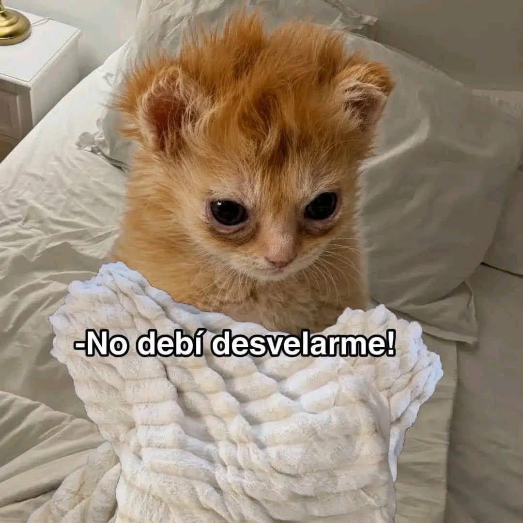 pauvelociraptor's tweet photo. Gatito para enfrentar el día. https://t.co/MzsEaKw8SM