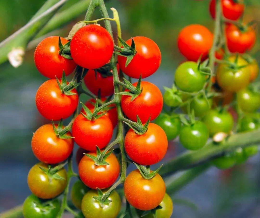 Rkdus50ef's tweet photo. Just tried the new farm-grown cherry tomatoes—bursting with natural sweetness, no weird aftertaste, and super crunchy! Perfect for salads or snacking straight. Highly recommend!  #FreshFind https://t.co/gKGSG80qeV