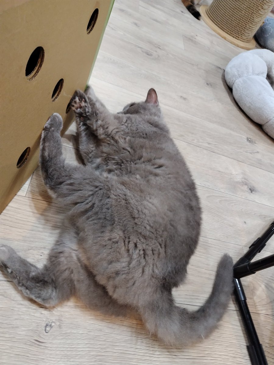 chiharun0115's tweet photo. 中にいるきっくんが気になるとよ
@m_rady_ 
#猫カフェにあにゃあ
#関西猫カフェめぐり https://t.co/gQhlKbiN4x