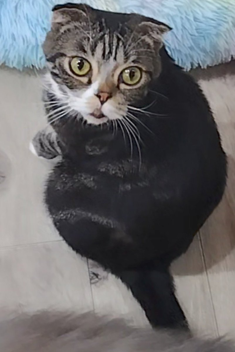 chiharun0115's tweet photo. きっくん可愛いね〜😻❤️
#猫カフェにあにゃあ
#関西猫カフェめぐり https://t.co/vl1d9hr59U