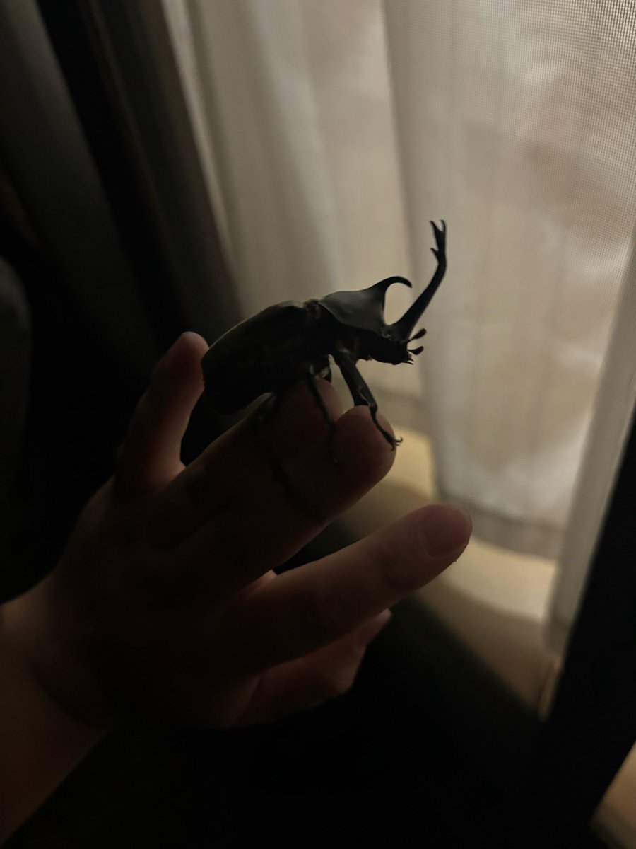 jun621mi's tweet photo. 家にカブトムシ飛んできた https://t.co/LvirFfSXN8