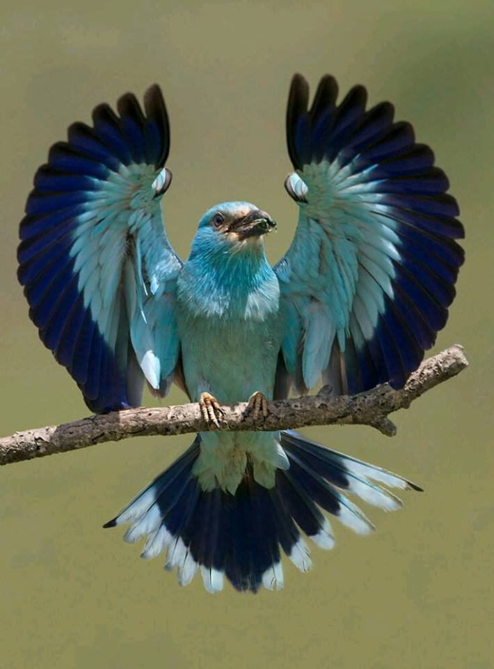 birdtalkX's tweet photo. The European roller (Coracias garrulus) is the only member of the roller family breeding in Europe. Credit:Vanko_2 https://t.co/QrK1lBzA4c
