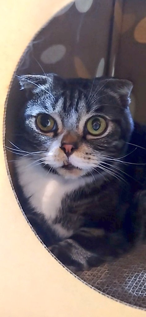 chiharun0115's tweet photo. サイコロの中のきっくん❤️
#猫カフェにあにゃあ
#関西猫カフェめぐり https://t.co/Tt2TPL42aL