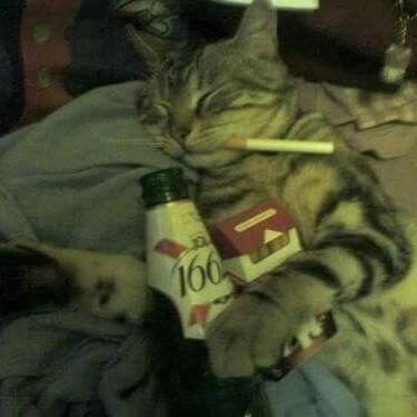 Punch Cat tweet media