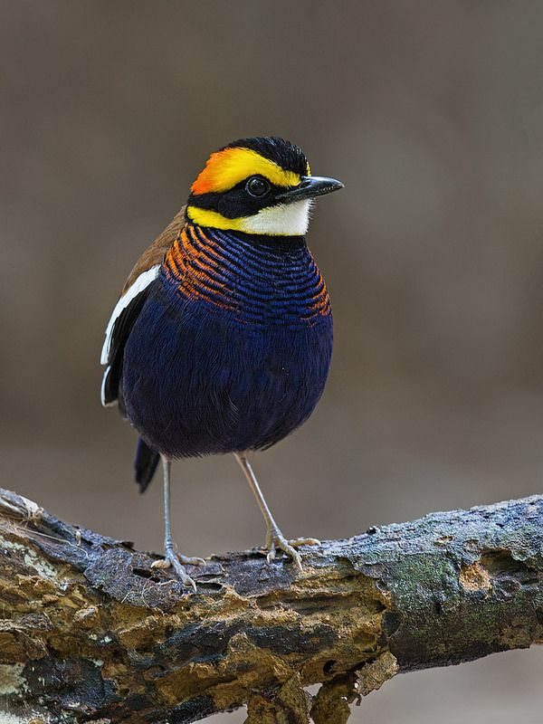 birdtalkX's tweet photo. The Malayan banded pitta (Hydrornis irena) is a species of bird in the family Pittidae. Credit:  Henry Koh. https://t.co/lj8s7VvHiU