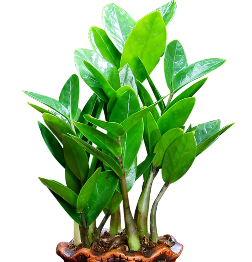 rykd58247's tweet photo. Tired of your wilting pothos Water it only when the top 2 inches of soil feel dry—your low-maintenance green buddy will thank you! https://t.co/qodes8Cf4v