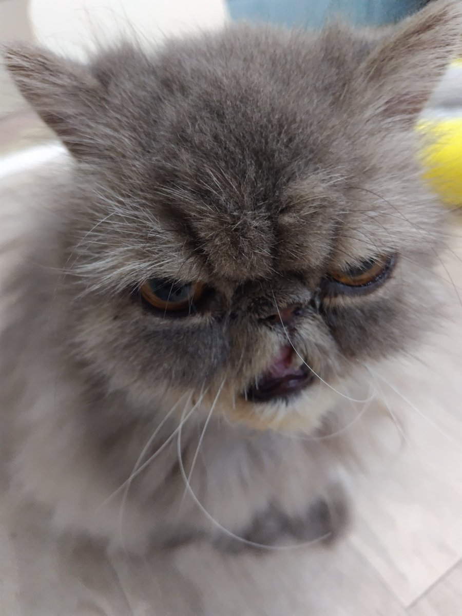 chiharun0115's tweet photo. 今日もずくオヤツいっぱい食べたよ🫶
#猫カフェにあにゃあ
#関西猫カフェめぐり https://t.co/qciSp3nTkE