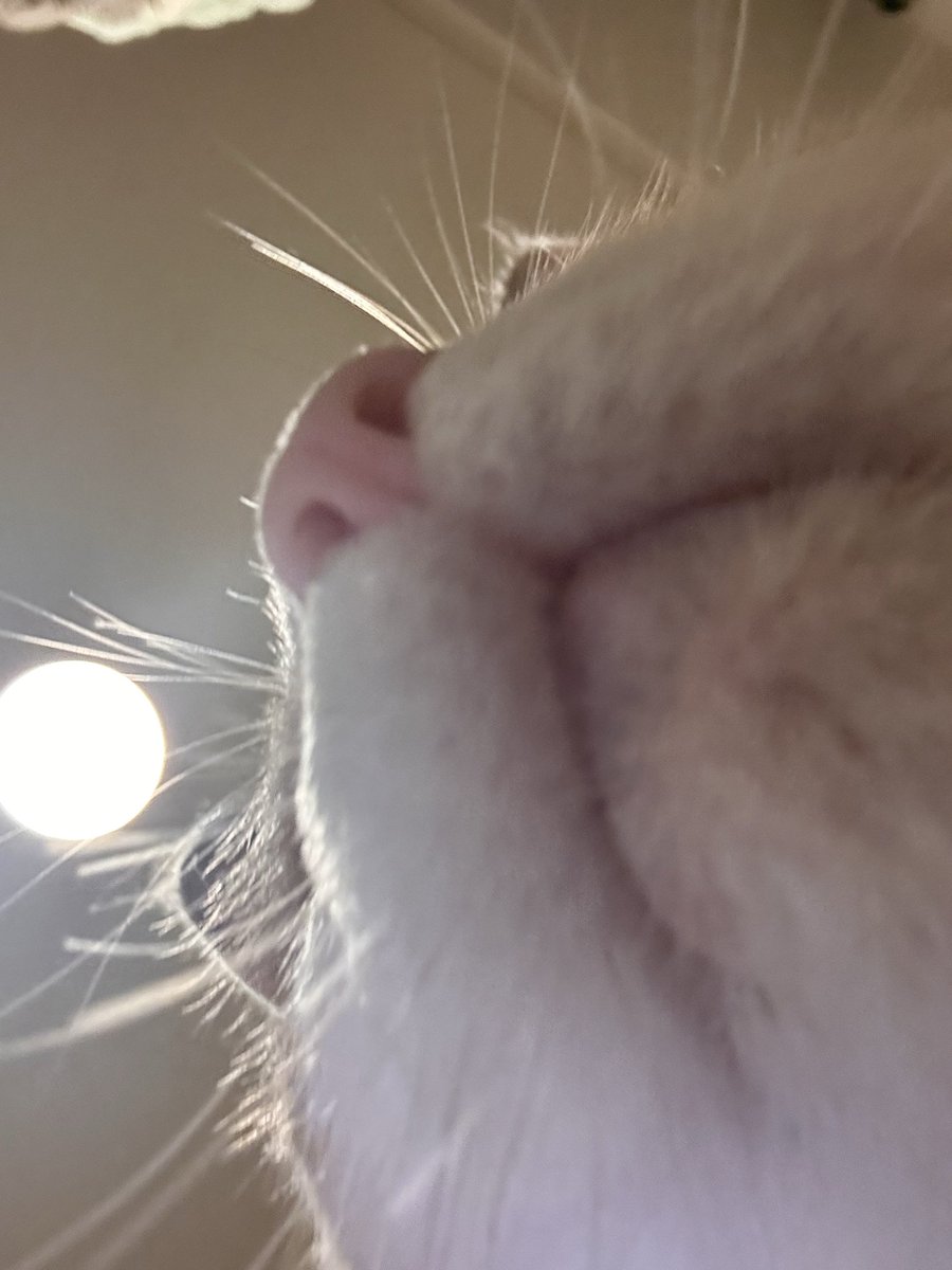 mocomoco_kanae's tweet photo. 猫は下から見るのがつうの猫好きって
もんなのよ。 https://t.co/BuXWOx02iP