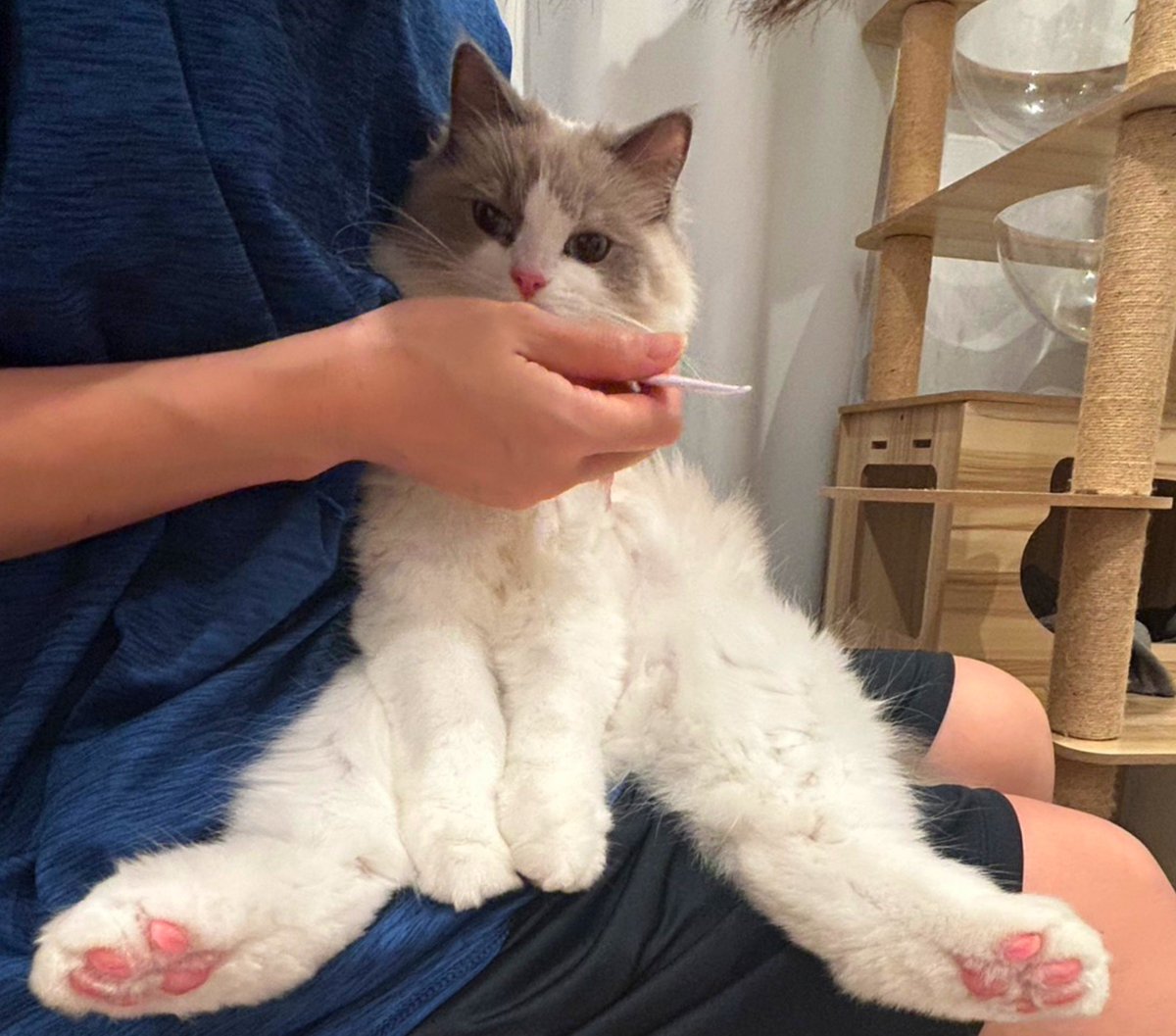 roro_ragdoll's tweet photo. お手入れわりと受け入れるタイプ
（手足がバリかわいい）

#ラグドール
#猫のいる暮らし
#猫かわいいね https://t.co/6COFCvPyQV