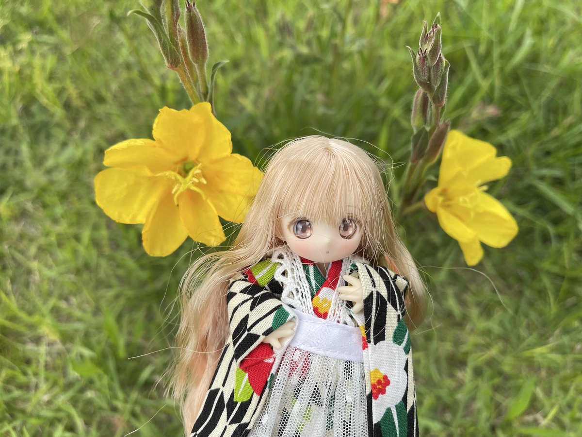 ginsahariko's tweet photo. 待宵草、早朝や雲空のときのほうが花が元気。それにしても蒸し暑い、散歩に不向きな夏本番って感じですね。
#うちの子かわいい
#シュガーカップス
#花と妖精に癒されたい https://t.co/ogkV35aBxS