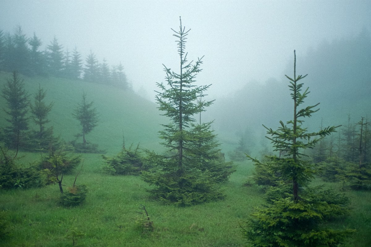 1090Photo's tweet photo. #pentaxlx
#pentax_fa43limited
#kodak #kodacolor200 https://t.co/S2rBtu7Nwq