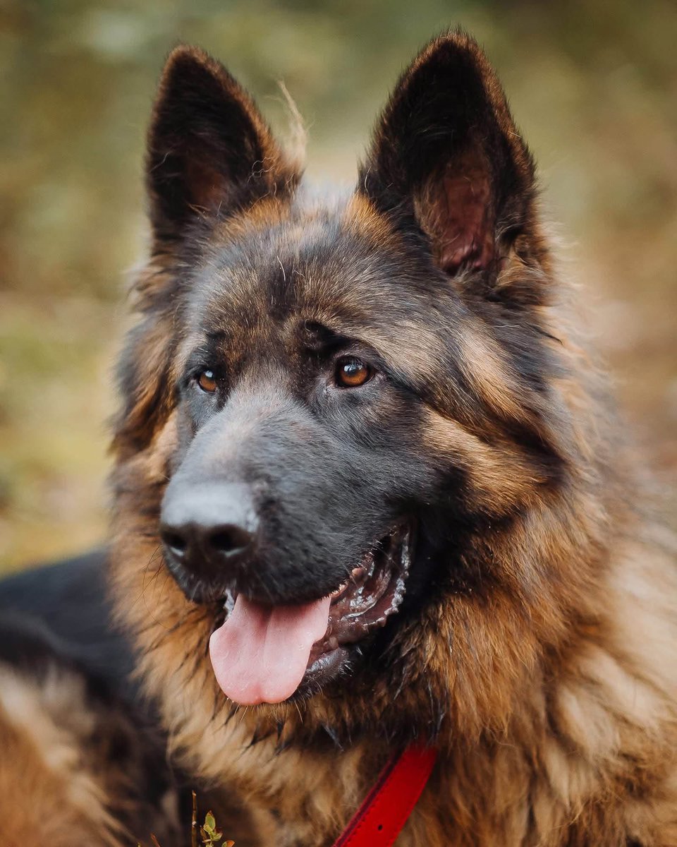 mal_land_'s tweet photo. ALF SZUKA DOMU! 💔🐾
Alf to 1-roczny, łagodny pies w typie owczarka niemieckiego. Został porzucony z powodu wady łapki i dysplazji, ale jest cudownym, pieszczotliwym psem. Pięknie chodzi na smyczy i kocha ludzi.🙏
 📍Celestynów 
 📞 22 789 70 61

https://t.co/Vimtnsefhi https://t.co/XFWd32DjZd