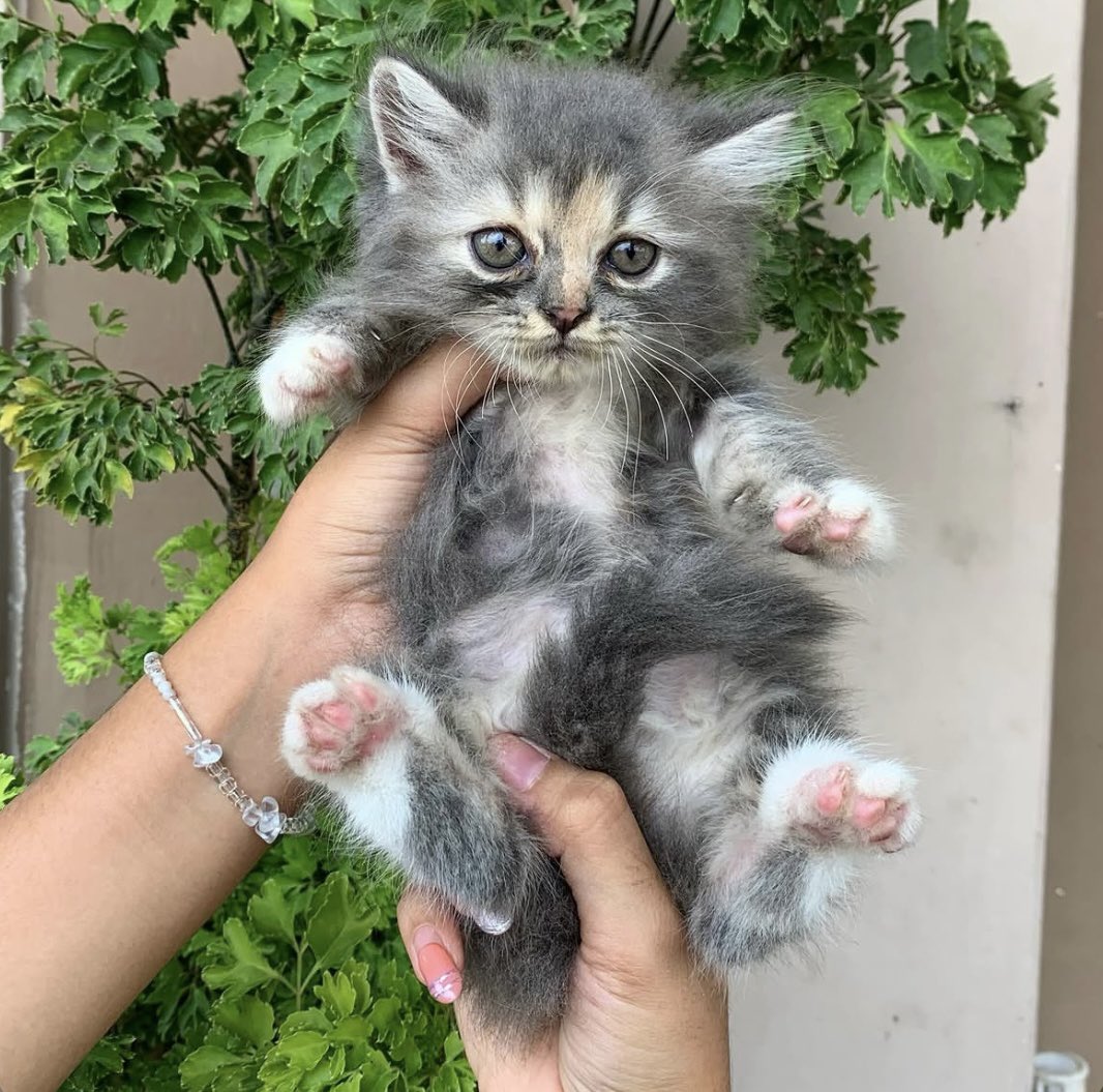 putrinad19's tweet photo. Halo guys bantuin aku nemuin babu baru mereka yuk‼️
semua kucing nya terawat dan gembul" aku open adopt free tanpa biaya apapun https://t.co/sbTTr7ouAP