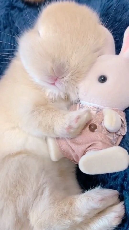 popularrabbit's tweet photo. Little bunny sleeping with toys https://t.co/KgD7TWqZYq