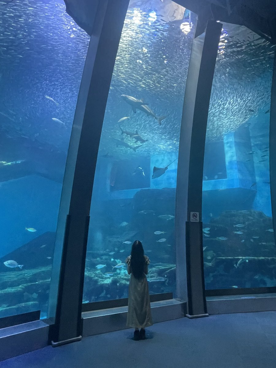 ohanabatake_ane's tweet photo. サメさんファンサしてくれなかったヨ🦈 https://t.co/ym5ho7qtWE