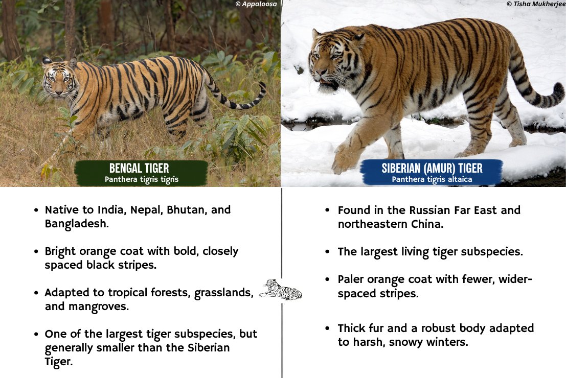slothbear2026's tweet photo. 🌍 The Hidden Diversity Within a Species

Many wildlife species are divided into subspecies—populations of the same species that have evolved distinct characteristics after adapting to different geographical regions over thousands of years.

Tigers include the Bengal Tiger and Siberian (Amur) Tiger, among several other recognized subspecies. Elephants include the African Bush Elephant, African Forest Elephant and Asian Elephant.

Bears are represented by eight living species. Some of these, such as the Brown Bear, include subspecies like the Grizzly bear, Kodiak Bear and Himalayan Brown Bear, among several others. Similarly, the Sun Bear has two recognized subspecies—the Mainland Sun Bear and the Bornean Sun Bear.

But what about Sloth Bears? Do they also have different subspecies?

We'll explore that in our next post. Stay tuned! 🐻✨

#ProjectSlothBear #WIIProjectSlothBear #SlothBear #WildlifeFacts #Biodiversity #Subspecies #WildlifeEducation

@moefcc @CentralIfs @NationalCAMPA @wii_india @SACONCoimbatore @wii_eiacp @rameshpandeyifs @GobindsagarBha1 @RuchiBadola2 @CRamesh_WII @BivashPand34733 @Kramesh95 @amitwii @UpmaManral @ashishjangid22 @avinashyadv95 @utkarsh41995  @kaushikforwild @Hairypotter0777  
@Sindhoora_2001 @Suraj_Chauhan31 @niranjanKv2770 @Kavyak0204 @MitaliJadh34762