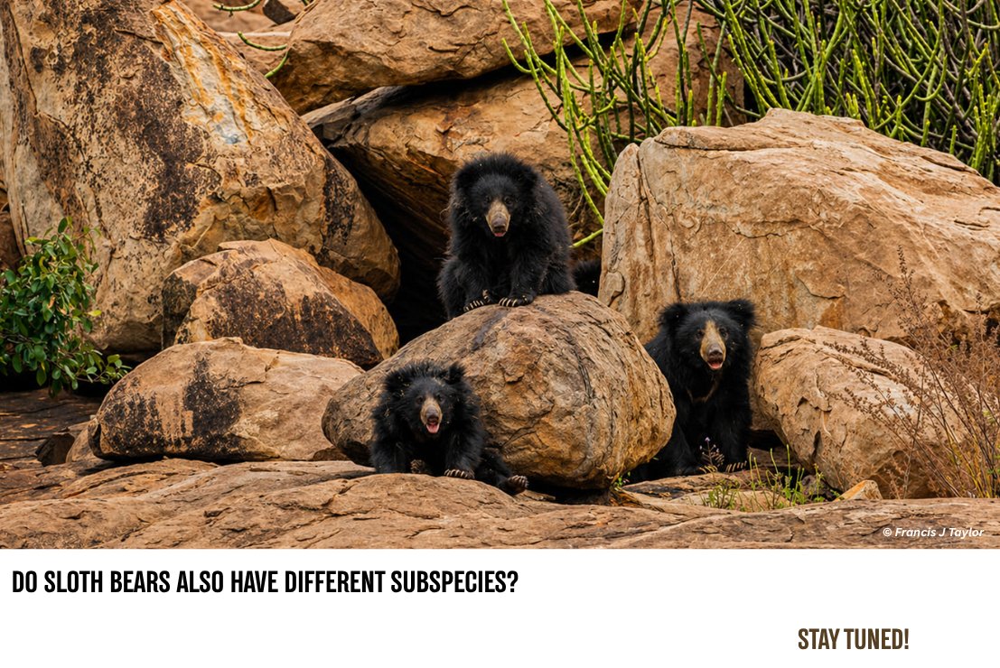slothbear2026's tweet photo. 🌍 The Hidden Diversity Within a Species

Many wildlife species are divided into subspecies—populations of the same species that have evolved distinct characteristics after adapting to different geographical regions over thousands of years.

Tigers include the Bengal Tiger and Siberian (Amur) Tiger, among several other recognized subspecies. Elephants include the African Bush Elephant, African Forest Elephant and Asian Elephant.

Bears are represented by eight living species. Some of these, such as the Brown Bear, include subspecies like the Grizzly bear, Kodiak Bear and Himalayan Brown Bear, among several others. Similarly, the Sun Bear has two recognized subspecies—the Mainland Sun Bear and the Bornean Sun Bear.

But what about Sloth Bears? Do they also have different subspecies?

We'll explore that in our next post. Stay tuned! 🐻✨

#ProjectSlothBear #WIIProjectSlothBear #SlothBear #WildlifeFacts #Biodiversity #Subspecies #WildlifeEducation

@moefcc @CentralIfs @NationalCAMPA @wii_india @SACONCoimbatore @wii_eiacp @rameshpandeyifs @GobindsagarBha1 @RuchiBadola2 @CRamesh_WII @BivashPand34733 @Kramesh95 @amitwii @UpmaManral @ashishjangid22 @avinashyadv95 @utkarsh41995  @kaushikforwild @Hairypotter0777  
@Sindhoora_2001 @Suraj_Chauhan31 @niranjanKv2770 @Kavyak0204 @MitaliJadh34762
