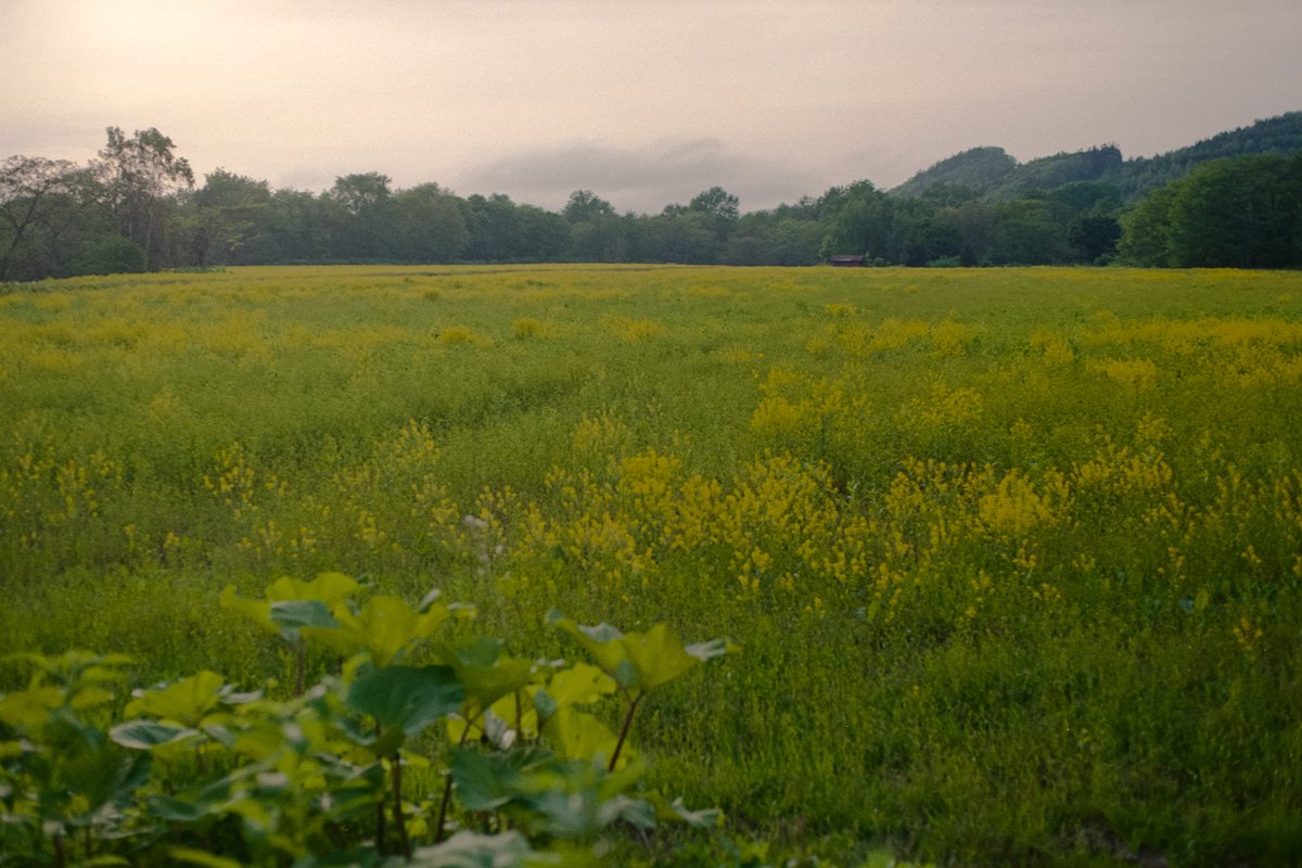 1090Photo's tweet photo. #pentaxlx
#kodak #kodacolor200 https://t.co/sh7hUyD26f