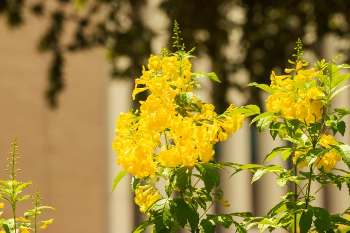 A close-up of yellow flowers blooming in a bush on campus.