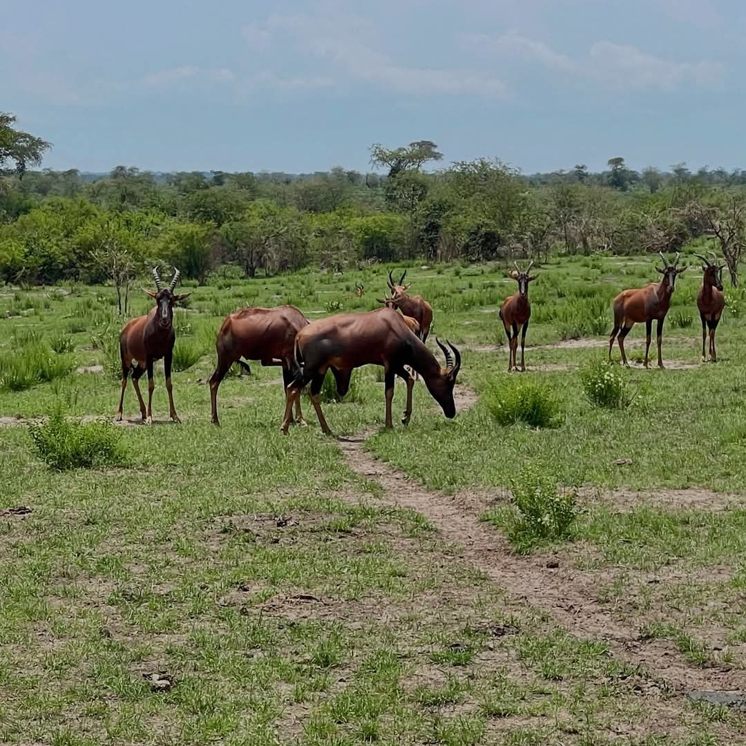 NicholasLubega3's tweet photo. X Fam' good evening travel buddies
Book now your next safari
#Travelbudies
#Travelclub https://t.co/K7UAzF2lUF