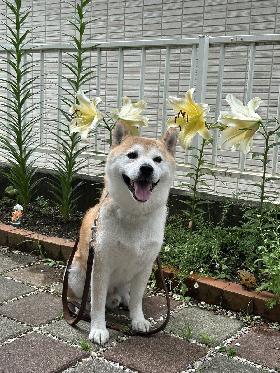 oga163's tweet photo. ジロー地方も梅雨明けしました。
いよいよ夏本番皆さん熱中症🥵にならないように、こまめに水分と塩分補給してください。
ちなみにワンちゃんはフードに含まれる塩分だけで大丈夫らしいです。
#柴犬 #柴犬のいる暮らし https://t.co/VQppZ43Iga