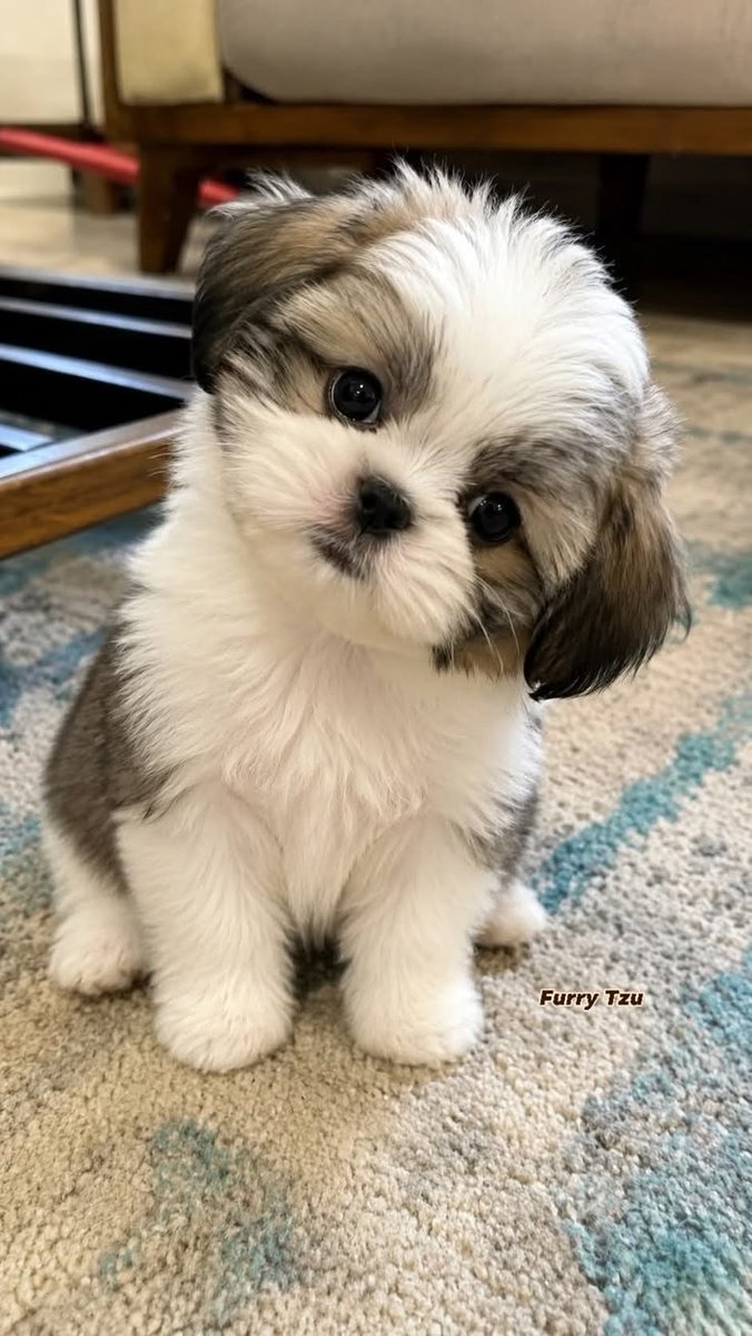 AmazingEye05's tweet photo. Do you love this puppy...🥰🤗🥰 https://t.co/SjHJIE7qRP