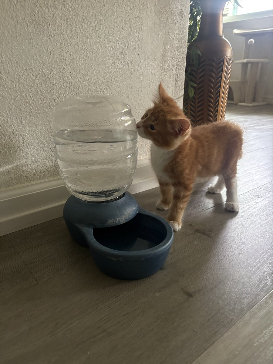 sinklikelead's tweet photo. Was very confused about water this morning and tried to drink it from the outside https://t.co/nLkg9zFWyQ
