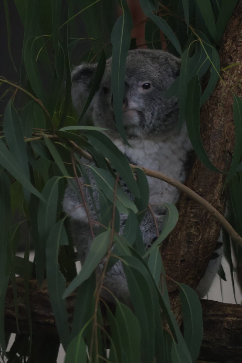 0STWrbkYll21344's tweet photo. この日のあずちゃまは
ワクワクユーカリチェックのときに
新人の飼育員さんを見つけて、
やばいでつと言わんばかりにとんでもないスピードで
元居た場所に戻ってユーカリに擬態されていました🐨
#あずま #多摩動物公園 #コアラ https://t.co/JYzbALmtTC