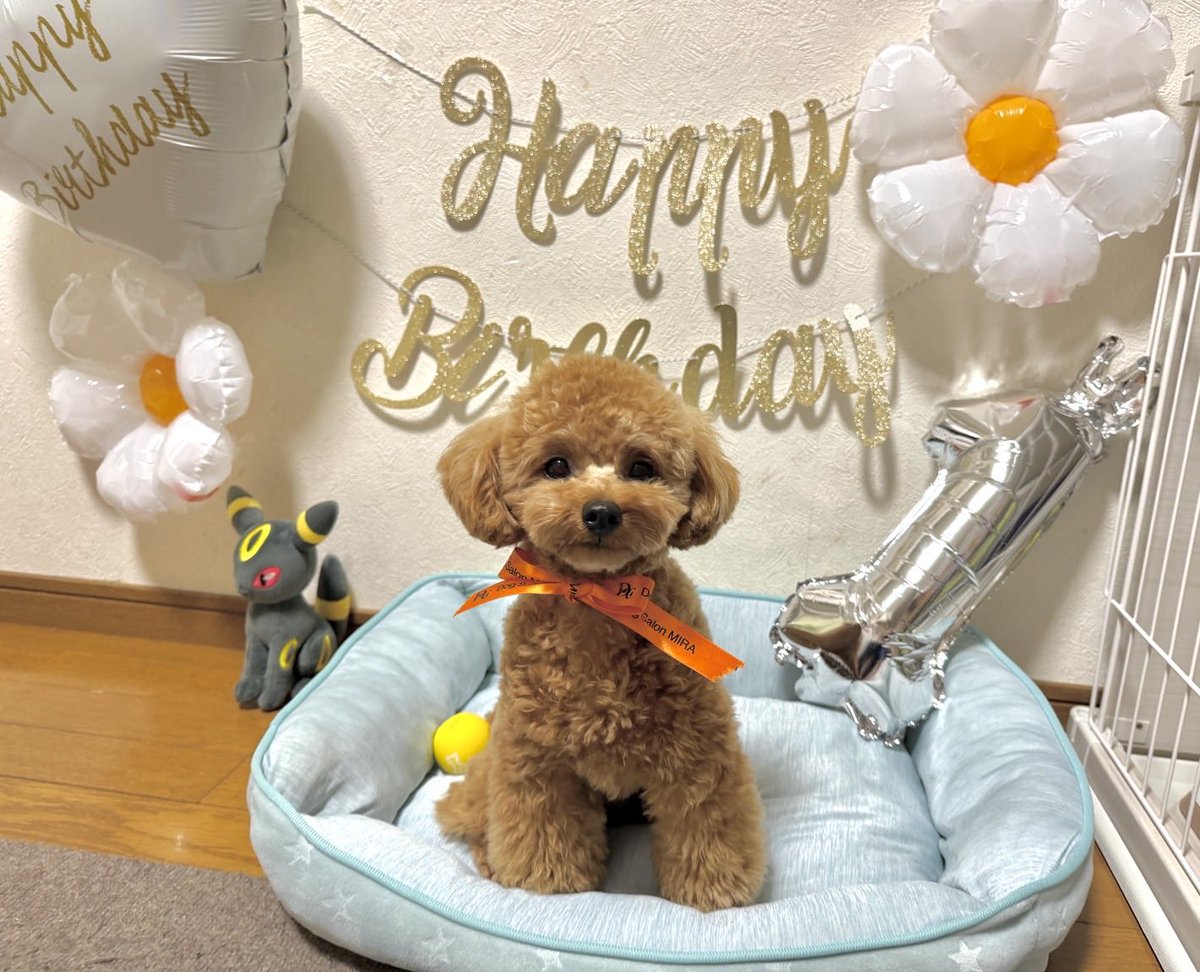 dkr_0801's tweet photo. riku 1st Birthday🐶💕🎉

あんなにちっこかった子が
あっという間に可愛いとっても甘えん坊なレディに🥰

いつも家族の中心で癒しと幸せをくれる貴方が、これからも元気に家族と一緒に沢山の幸せな時間を過ごせますように☺️

家族になってくれてありがとう🥰
I love you so  much💋 https://t.co/69VaK8eT8C