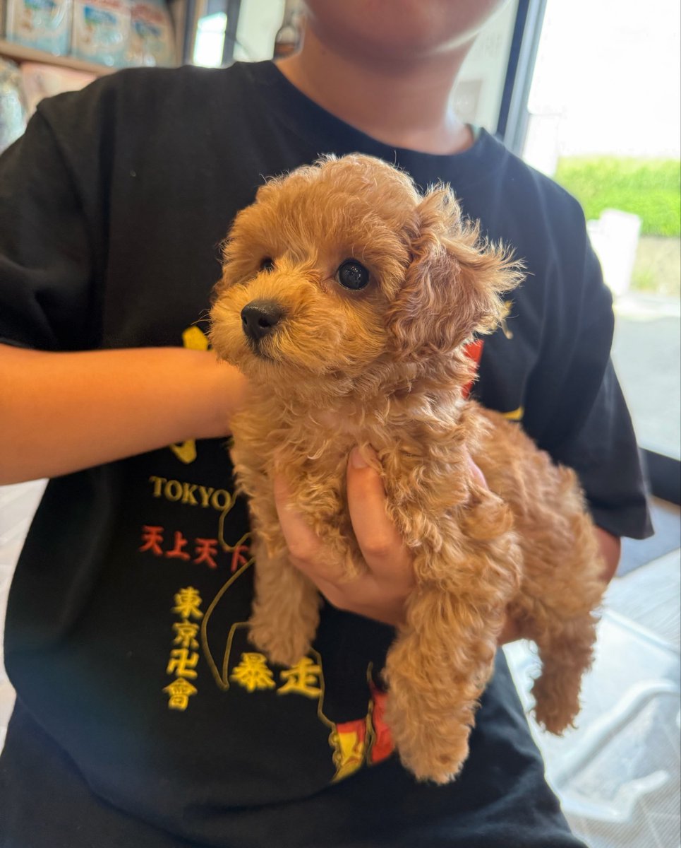 dkr_0801's tweet photo. riku 1st Birthday🐶💕🎉

あんなにちっこかった子が
あっという間に可愛いとっても甘えん坊なレディに🥰

いつも家族の中心で癒しと幸せをくれる貴方が、これからも元気に家族と一緒に沢山の幸せな時間を過ごせますように☺️

家族になってくれてありがとう🥰
I love you so  much💋 https://t.co/69VaK8eT8C