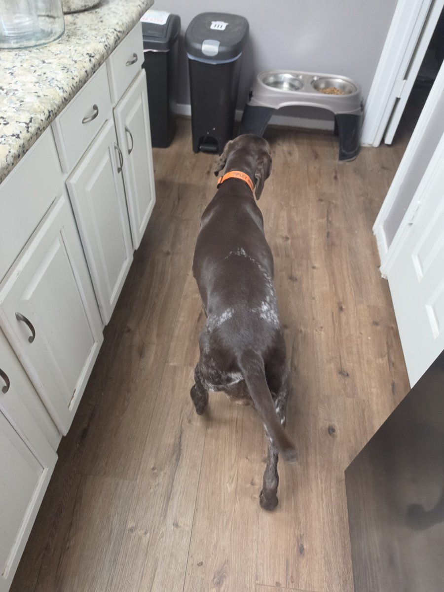 aaron_tagerson's tweet photo. Well,,, She's starting to get a little chunky!!🤪😜👊💪🐾🐾 (Cooper in the First Pic, #Ripley in the Second Pic) &amp; Yes Ripley is normally smaller than #Cooper...😳 https://t.co/E5YzRdG42b