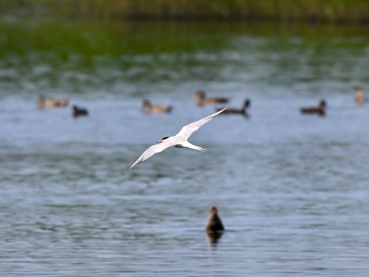 NikonNaturePix's tweet photo. #CommonTern flight shots from this afternoon @RSPBAireValley #StAidans Photos taken using #Nikon #Z50ii #Z52 & 180-600 lens.
@UKNikon
@birdguides
@rspbengland
@natures_voice
@nybirdnews
#birdphotography #wildlifephotography #naturephotography https://t.co/FQ2nIQX4mm
