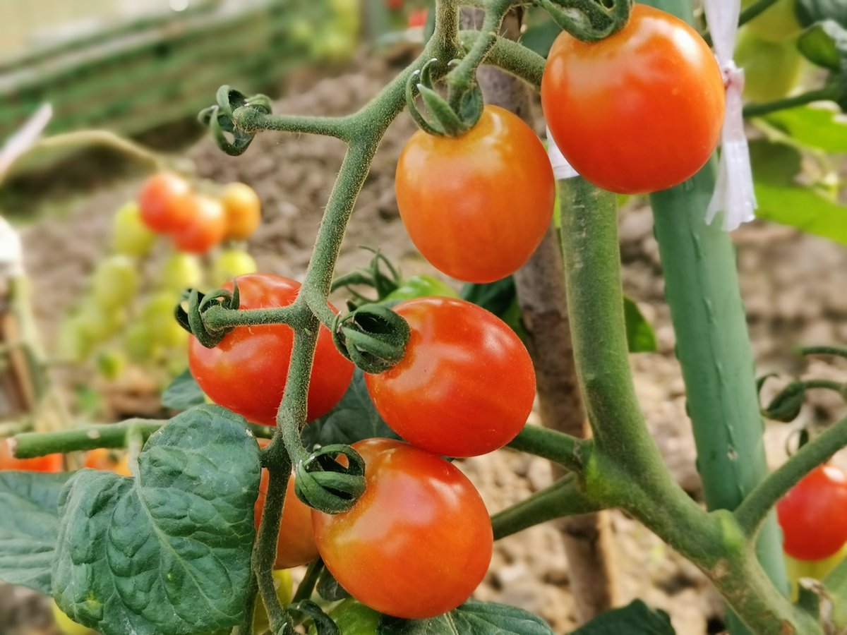 3Ee7X7CBGPe6RMf's tweet photo. My tiny balcony turned into a mini veggie garden this year! Grew my first tomatoes u0026 herbs—homegrown meals taste way better. Loving this little life upgrade. ， https://t.co/2NMFAe6hku