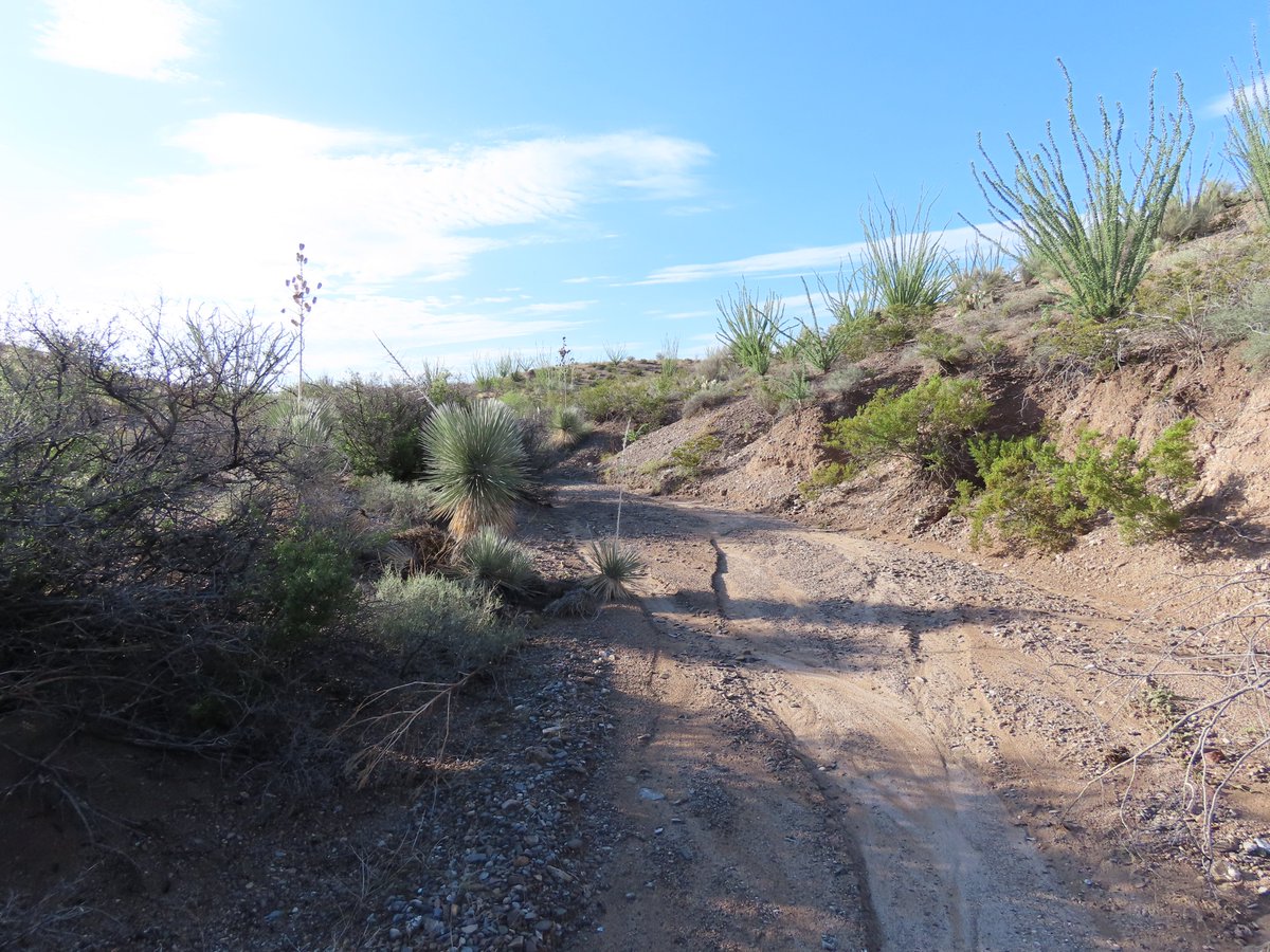RobertPRowley2's tweet photo. #ChihuahuanDesert today.  Yesterday's heavy downpour flooded the arroyos with much-needed rain. https://t.co/XDb992iai8