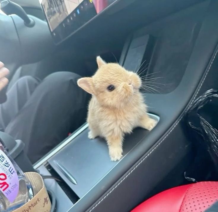 Animal content creator tweet media