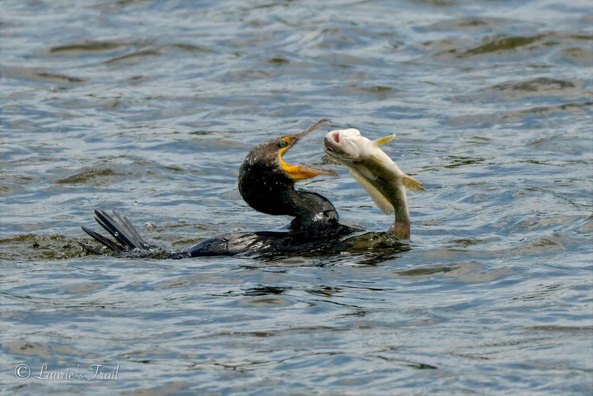 WildlifeofDay's tweet photo. Double-crested cormorant.
(Photo courtesy of Laurie Lasseter)
#birds #NaturePhotography #wildlife #nature https://t.co/gzoaNyApcX