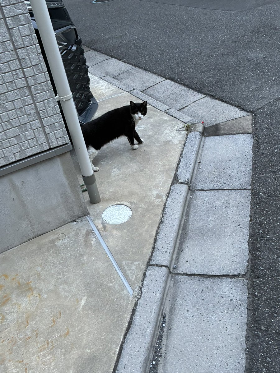 RespectandZeal's tweet photo. 3連休もあっという間に終了。外は暑く、また試験も近いことから近所で過ごす毎日。家の用事もやったりしてましたが、勉強してると時間が経つのは本当に早いです。
そしてこの期に及んでも細かい間違いがまだたくさん出てくるので、一つ一つ確りと対応していきます。
(写真は新しい近所のネコさんです) https://t.co/z4wxUBN237